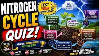 Thumbnail: Nitrogen Cycle Quiz - Best Exam Review for Students