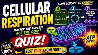 Thumbnail: Cellular Respiration Quiz - Best Exam Review for Students / Kids