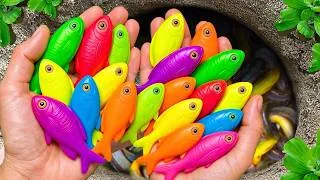 Thumbnail: Catch beautiful aquarium fish in small pond baby turtles, pencil fish, rat fish, xecan blu, tadpole!