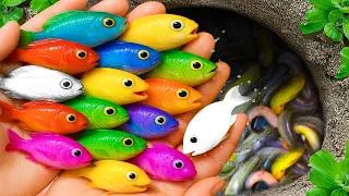Thumbnail: Catch beautiful aquarium fish in small pond baby turtles, xecan, tadpole, molly, bullfrog, shrimp @