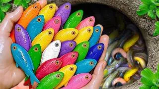 Thumbnail: Catch beautiful aquarium fish in small pond baby turtles, eel, pencil fish, xecan, iguanas, tadpoles