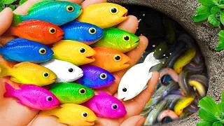 Thumbnail: Catch beautiful aquarium fish in small pond baby turtles, pencil fish, xecan, tadpoles, molly fish !