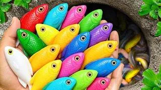 Thumbnail: Catch beautiful aquarium fish in small pond baby turtles, pencil fish, iguanas, green guppy, xecan @