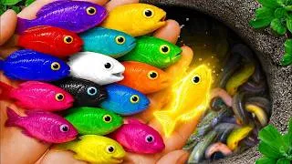 Thumbnail: Catch beautiful aquarium fish in small pond baby turtles, pencil fish, iguanas, molly fish, xecan !