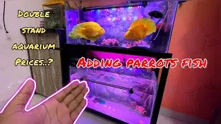 Thumbnail: Adding parrots fish in my monster tank | aquarium setups video | #petsvlog #aquariumsetup #fishlover