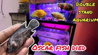 Thumbnail: Why oscar fish died | how my oscar fish died | aquarium water change #petsvlog #aquariumlight