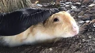 Thumbnail: As you can see, bunnies are liquids. That's common knowledge, right?