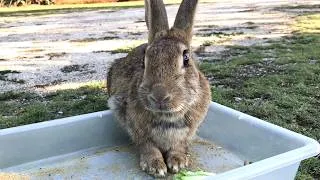 Thumbnail: If the algorithm is doing its job, everyone should be seeing this bunny suddenly jumping high!