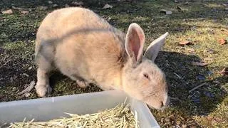 Thumbnail: Bunny: "Claiming all these treats for myself! Chin rub, chin rub!"