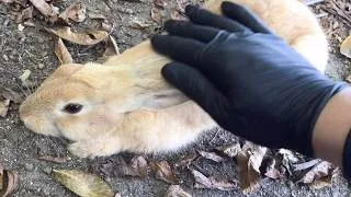 Thumbnail: I petted the rabbit and it melted.
