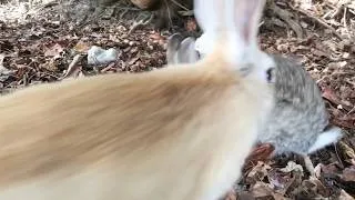 Thumbnail: Pure alpha energy! Watch this bunny intimidate the enemy and claim victory!