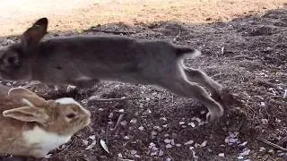 Thumbnail: This little bunny almost caused a total disaster! Close call!