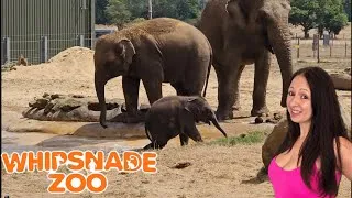 Thumbnail: Lots of baby animals at whipsnade zoo! 😍
