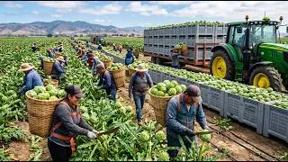 Thumbnail: How Millions of Artichokes Are Grown, Harvested and Processed in California