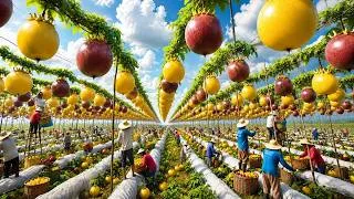 Thumbnail: How Millions of Passion Fruits Are Grown, Harvested and Processed | Passion Fruit Harvesting