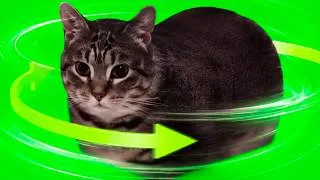 Thumbnail: OIIA OIIA CAT