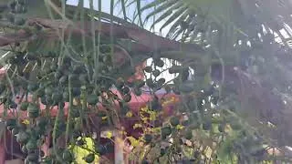 Thumbnail: Garden tour green areca tree