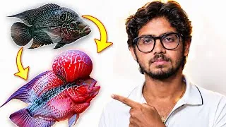 Thumbnail: Flowerhorn Fish - Complete Care🔥 | Keep Your Flowerhorn Healthy, Active & Boost Head Growth🤯