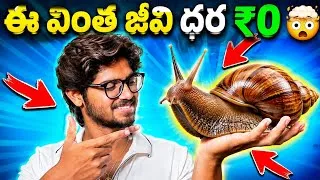 Thumbnail: My New Pet - African Gaint Snail🐌 | Epic Vlog🥶