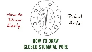 Thumbnail: How to draw a Closed Stomatal Pore #1minart