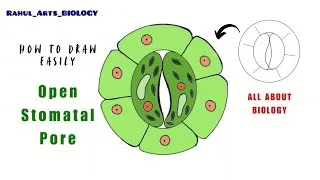 Thumbnail: How to draw Open Stomatal Pore