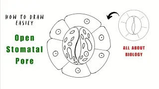 Thumbnail: How To Draw Open Stomatal Pore #1minart