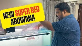Thumbnail: NEW SUPER RED AROWANA TANK || AROWANA TANK SETUP