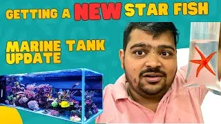 Thumbnail: Adding a New Starfish and zebra snail to My Marine Tank | Green Carpet Anemone ATTACKS Regal Tang