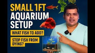 Thumbnail: SMALL 1FT  AQUARIUM SETUP IDEA AT HOME | WHAT FISH TO ADD AQUARIUM | HOW TO STOP FISH FROM DYING