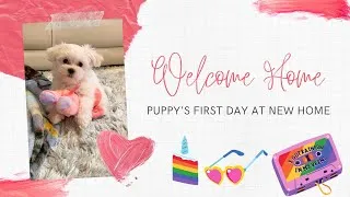 Thumbnail: Puppy's first day home and sleeping on her back!!!