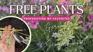 Thumbnail: 🌿 FREE PLANTS (From My Own Garden?!) 🌿 Easy Plant Propagation as a Beginner! 🌸