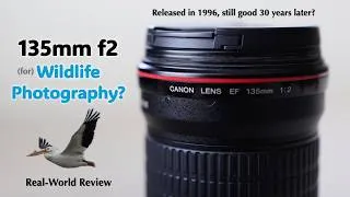 Thumbnail: 135mm f2 | Real-World Review for Wildlife Photography