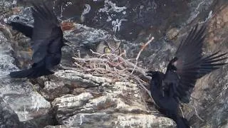 Thumbnail: Great Horned Owl vs. 2 Ravens on a Cliff