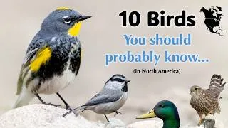 Thumbnail: Learn these 10 Birds and You're in the 1%