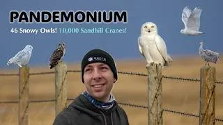 Thumbnail: 46 Snowy Owls in ONE Morning