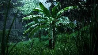 Thumbnail: Rain Sounds for Sleep (No Ads) | Gentle Thunderstorm ASMR for Relaxation, Meditation & Deep Rest