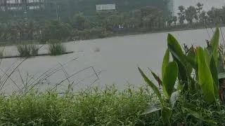 Thumbnail: 🌧️ Pure Natural Rain Sounds for Deep Sleep & Relaxation | Peaceful Rain All Night