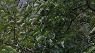 Thumbnail: Peaceful Piano Music with Rain Sounds | Calm Your Mind, Reduce Stress & Enjoy Deep Restful Sleep