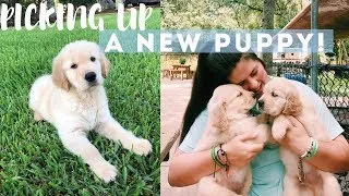 Thumbnail: Golden Retriever Puppy's First Day Home!