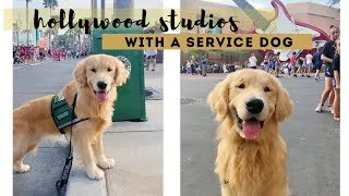 Thumbnail: Service Dog in Training at Hollywood Studios