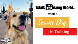 Thumbnail: Magic Kingdom with a Service Dog in Training