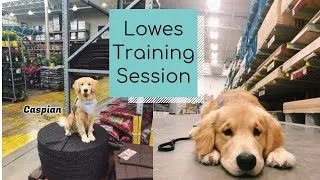 Thumbnail: Service Dog Training at Lowes