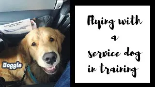 Thumbnail: Flying with a Service Dog to Ohio