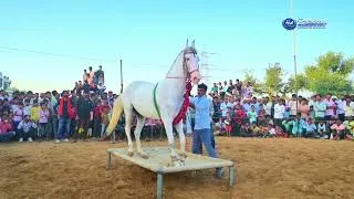 Thumbnail: 🐎🔥 Ghodi Dance Dekh Kar Sab Hairan 😱 New Rajasthani Song 2025 | Priyanshu Sihag #horse #ghodidance