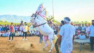 Thumbnail: Desi Animal Show Gone Wild 😱 | Full Entertainment | New Rajasthani Song 2026 | Priyanshu Sihag