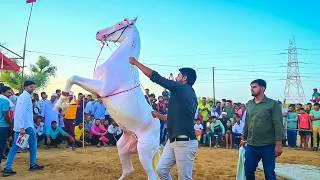 Thumbnail: Is Ghodi Dance Ko Miss Mat Karna 😱 | Viral Horse Dance | New Rajasthani Song 2026 | Priyanshu Sihag