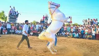 Thumbnail: ये घोड़ा नहीं, तूफान है 🔥 | Full Entertainment | New Rajasthani Song 2026 | Priyanshu Sihag