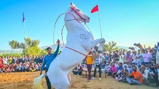 Thumbnail: Horse Power vs Desi Crowd 🔥 | Goosebumps Moment | New Rajasthani Song 2026 | Priyanshu Sihag