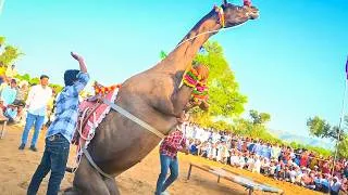 Thumbnail: 😱 Camel Ne Aaj Sabko Shock Kar Diya! | New Rajasthani Song 2026 | Priyansu Sihag #CamelDance