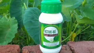 Thumbnail: Active -80